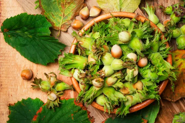 Grossiste Noix (Noisette) Turquie : Fabricant Industriel et Vente en Gros à Istanbul depuis 1975 – Image 5